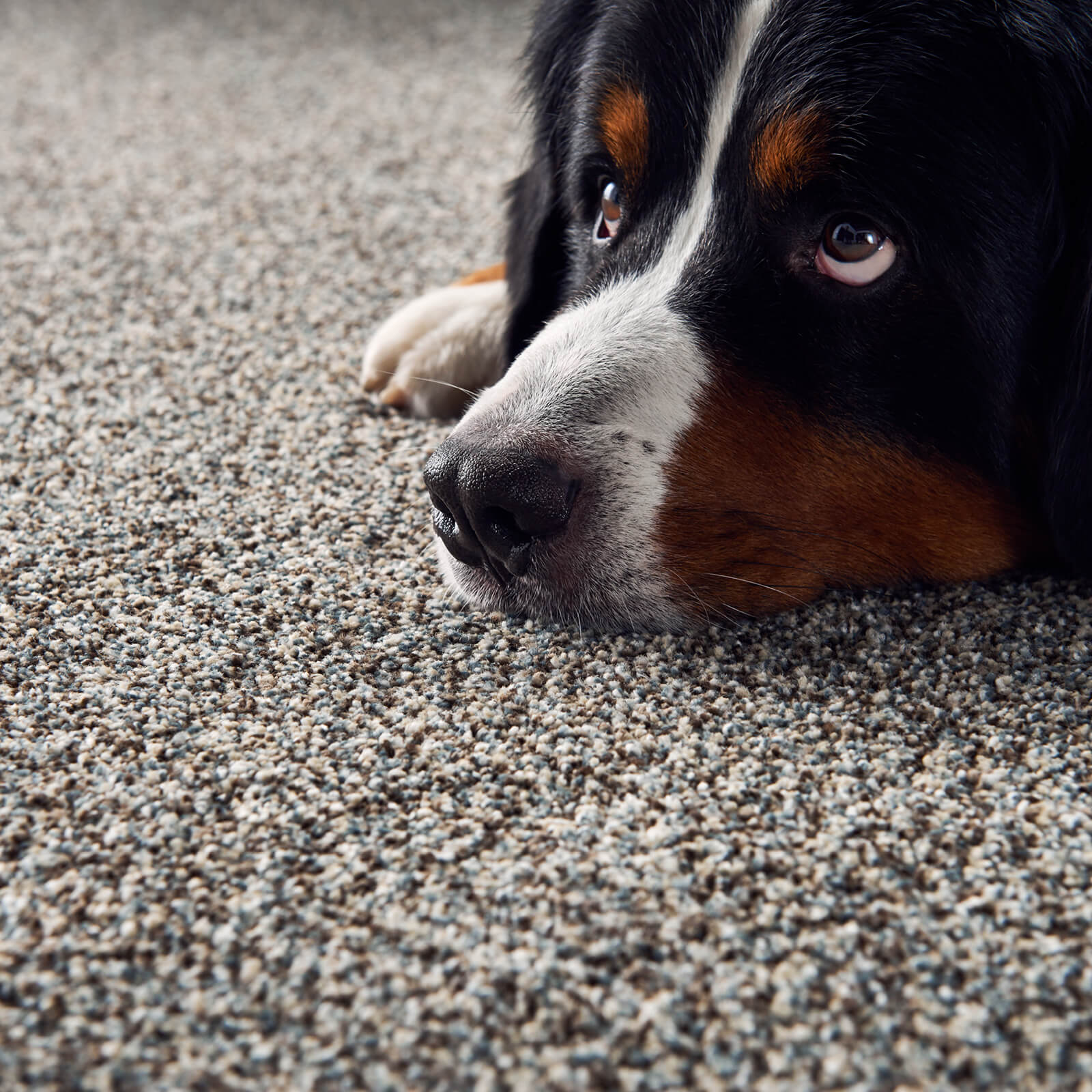 Pet friendly Carpet | BFC Flooring Design Centre