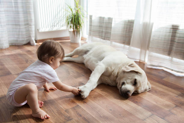 Kid playing with dog | BFC Flooring Design Centre