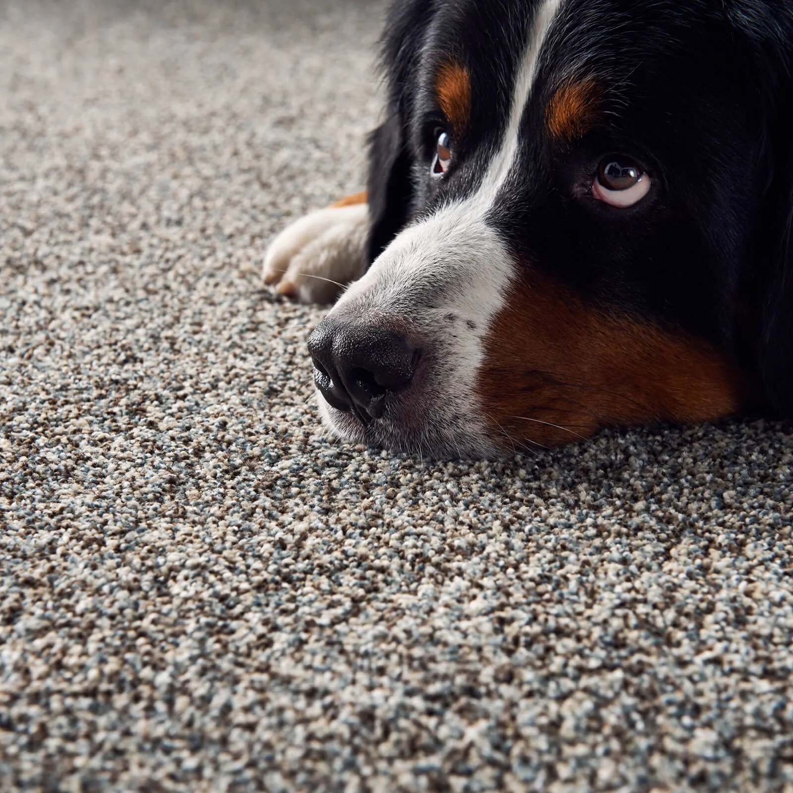 Pet friendly carpet | BFC Flooring & Design Centre