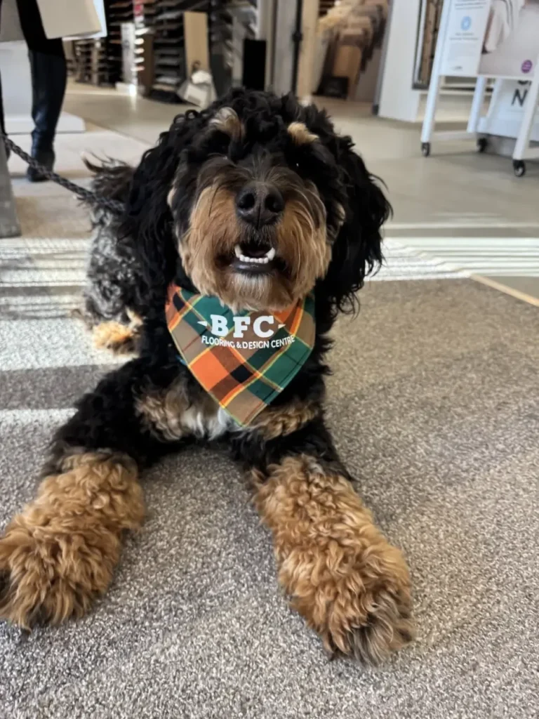 BFC Flooring friend
